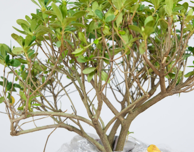 杜鹃花这样修剪，可以枝繁叶茂。