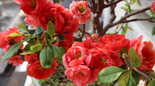 杜鹃花花蕾干枯的原因