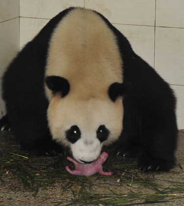 Giant panda Gege tends to her new female cub on Monday, following six hours of labor at the China Panda Preservation Research Center in Wolong, Sichuan province. [liuxuepaper NOTE:FROM CHINA DAILY]