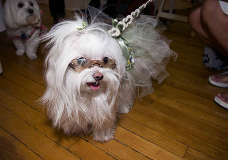 New York Pet Fashion Week liuxuepaper