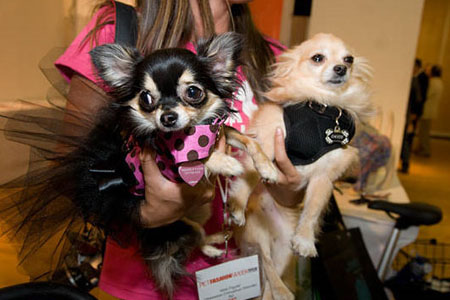 from liuxuepaper New York Pet Fashion Week